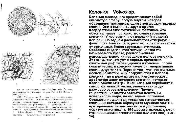  • Колония • Колонии последнего представляют собой слизистую сферу, полую внутри, которая объединяет