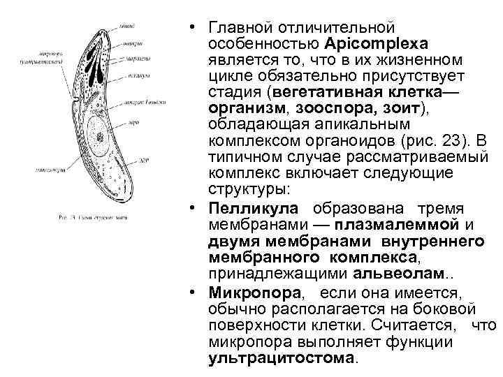  • Главной отличительной особенностью Арiсоmplеха является то, что в их жизненном цикле обязательно