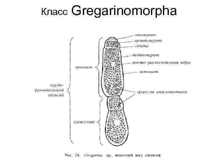 Класс Gregarinomorpha 