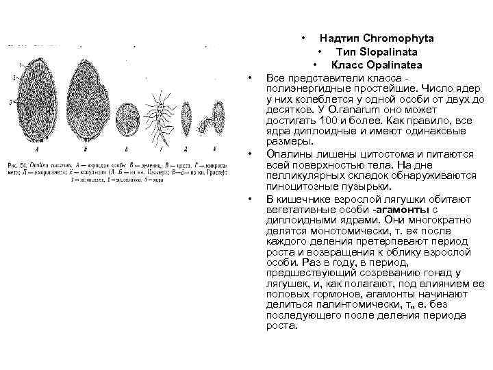  • • Надтип Chromophyta • Тип Slopalinata • Класс Opalinatea Все представители класса