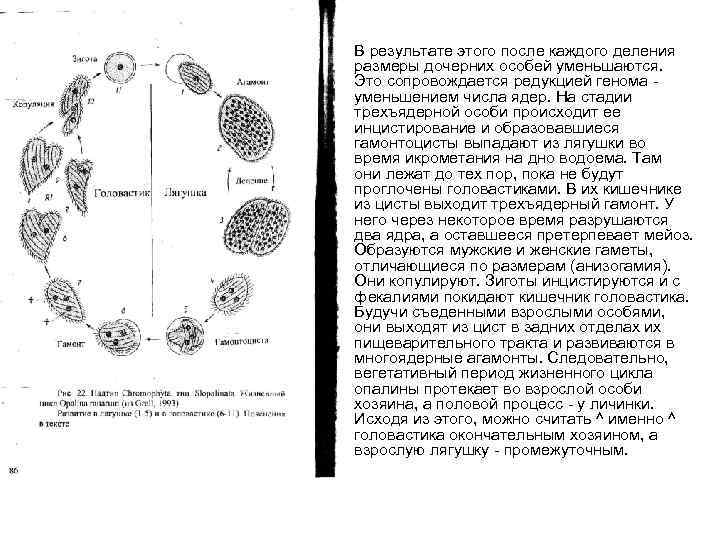  • В результате этого после каждого деления размеры дочерних особей уменьшаются. Это сопровождается