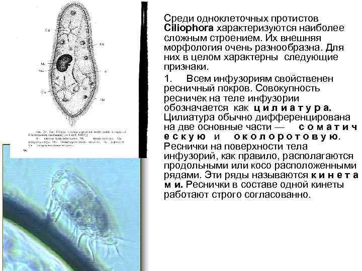  • Среди одноклеточных протистов Ciliophora характеризуются наиболее сложным строением. Их внешняя морфология очень