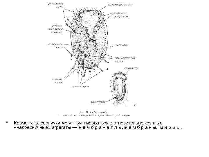  • Кроме того, реснички могут группироваться в относительно крупные «надресничные» агрегаты — м