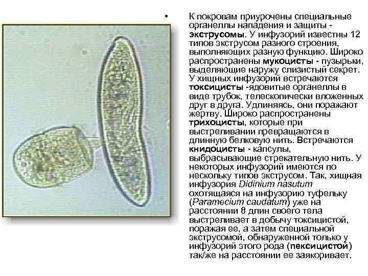  • К покровам приурочены специальные органеллы нападения и защиты экструсомы. У инфузорий известны