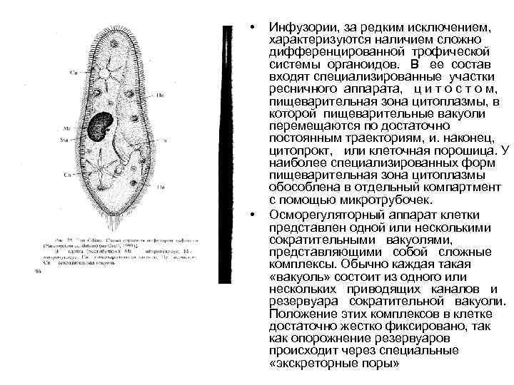  • • Инфузории, за редким исключением, характеризуются наличием сложно дифференцированной трофической системы органоидов.