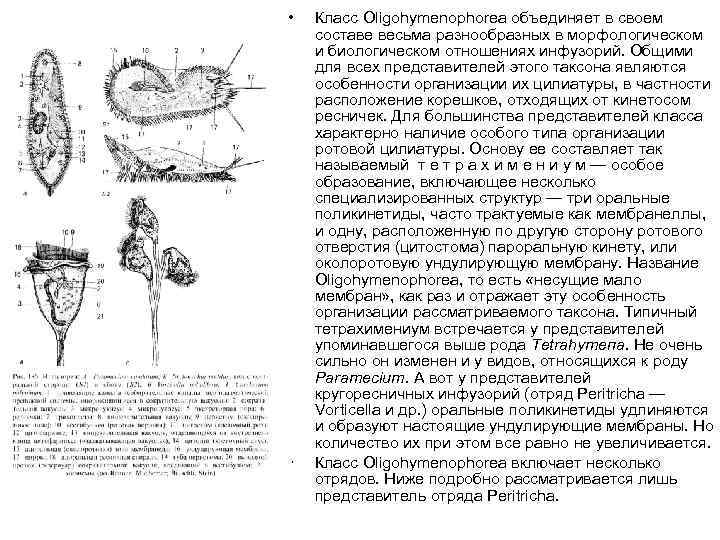  • • Класс Oligohymenophorea объединяет в своем составе весьма разнообразных в морфологическом и