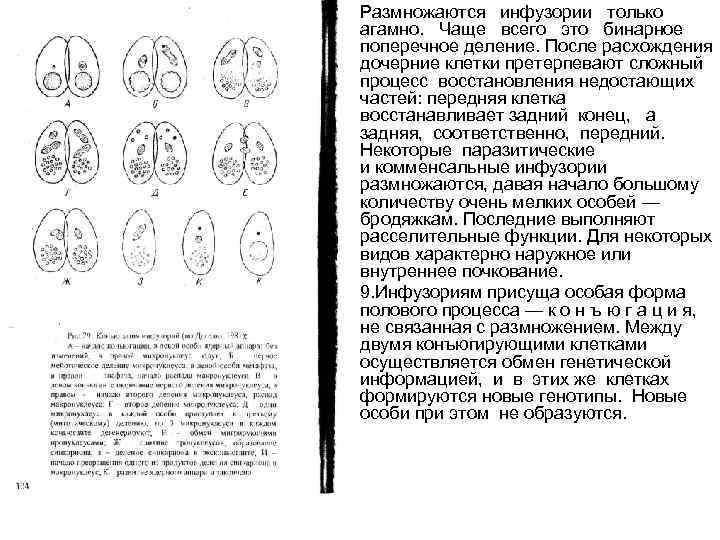  • • Размножаются инфузории только агамно. Чаще всего это бинарное поперечное деление. После