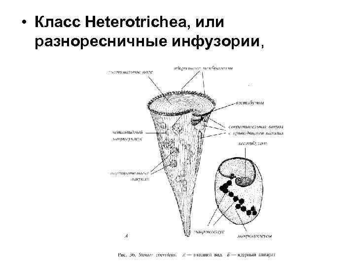  • Класс Heterotrichea, или разноресничные инфузории, 