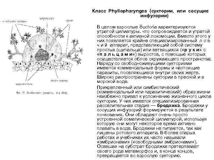 Класс Phyllopharyngea (суктории, или сосущие инфузории) • • В целом взрослые Suctoria характеризуются утратой