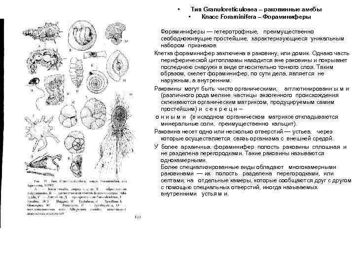  • • • Тип Granuloreticulosea – раковинные амебы • Класс Foraminifera – Фораминиферы