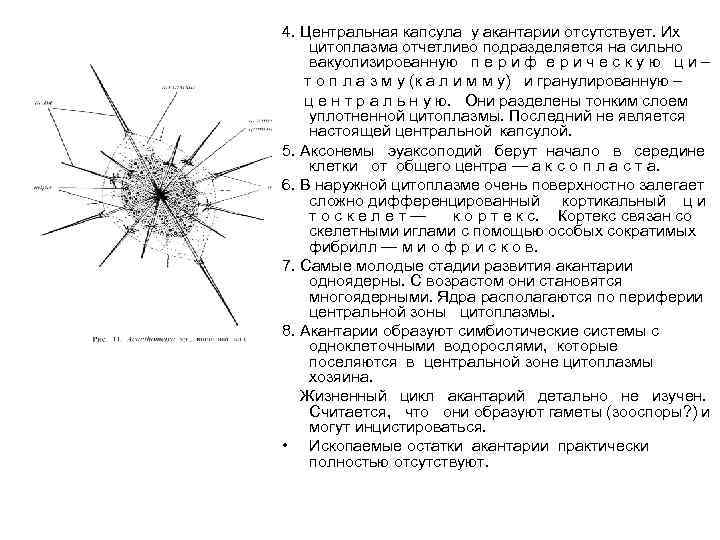 4. Центральная капсула у акантарии отсутствует. Их цитоплазма отчетливо подразделяется на сильно вакуолизированную п