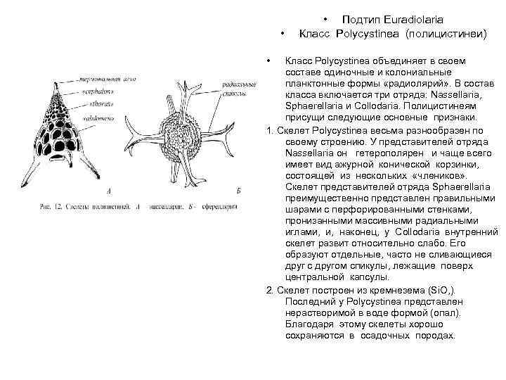  • • • Подтип Euradiolaria Класс Polycystinea (полицистинеи) Класс Polycystinea объединяет в своем