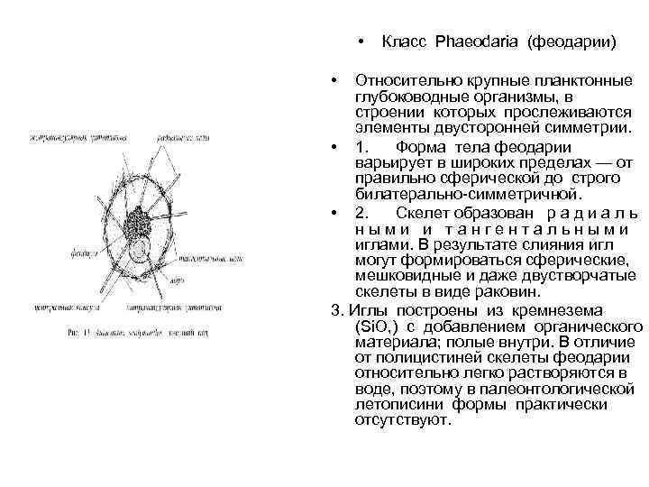  • • Класс Phaeodaria (феодарии) Относительно крупные планктонные глубоководные организмы, в строении которых