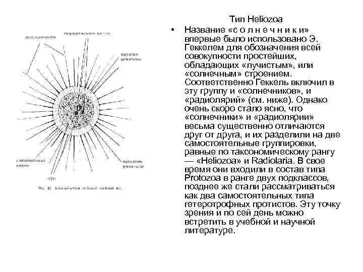  • Тип Heliozoa Название «с о л н е ч н и к