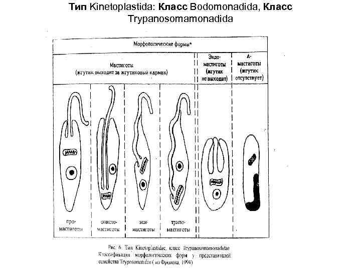 Tип Kinetoplastida: Класс Bodomonadida, Класс Trypanosomamonadida 