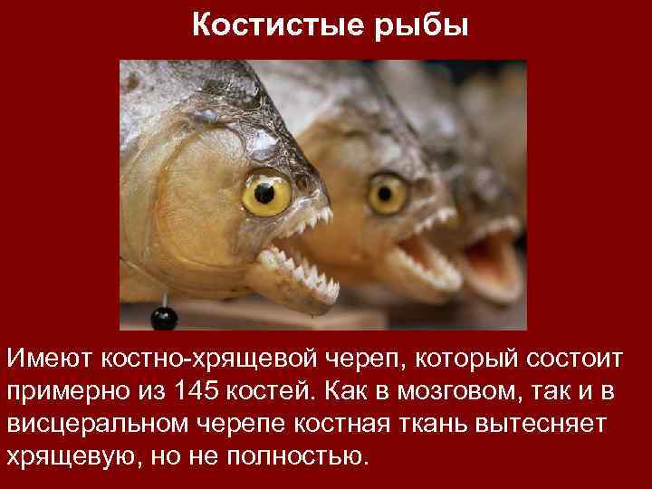 Костистые рыбы Имеют костно-хрящевой череп, который состоит примерно из 145 костей. Как в мозговом,