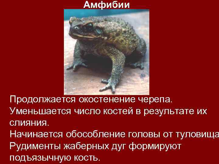Амфибии Продолжается окостенение черепа. Уменьшается число костей в результате их слияния. Начинается обособление головы