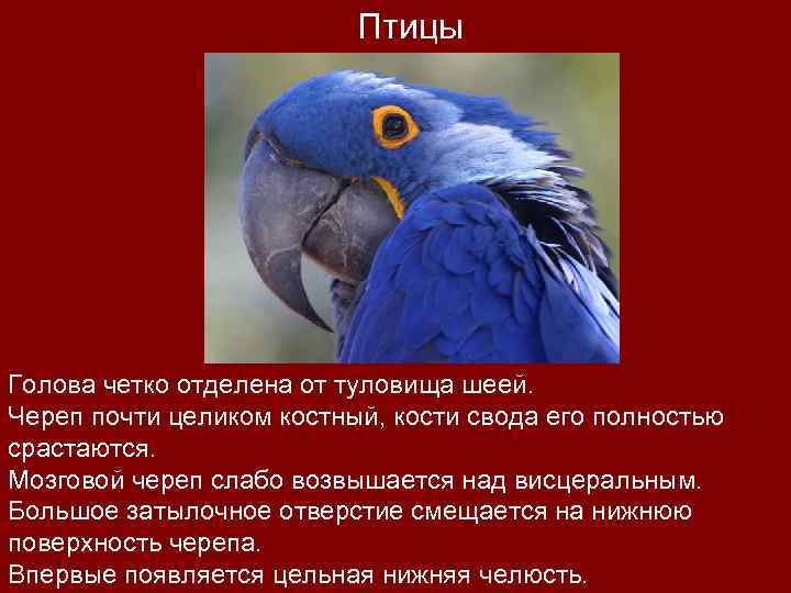 Птицы Голова четко отделена от туловища шеей. Череп почти целиком костный, кости свода его