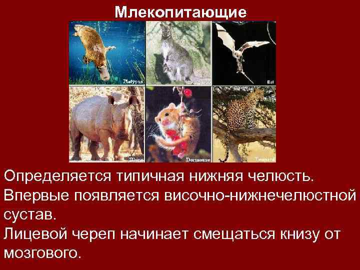 Млекопитающие Определяется типичная нижняя челюсть. Впервые появляется височно-нижнечелюстной сустав. Лицевой череп начинает смещаться книзу