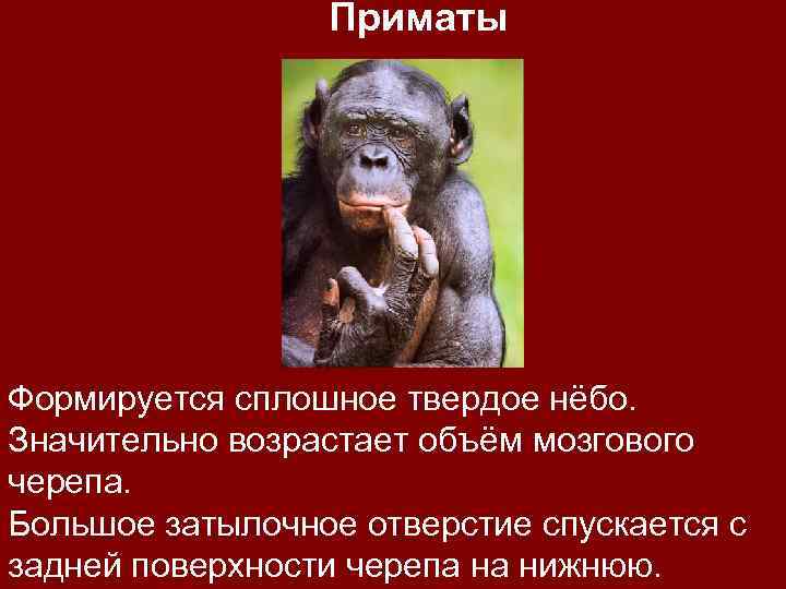 Приматы Формируется сплошное твердое нёбо. Значительно возрастает объём мозгового черепа. Большое затылочное отверстие спускается