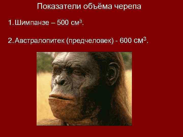 Показатели объёма черепа 1. Шимпанзе – 500 см 3. 2. Австралопитек (предчеловек) - 600