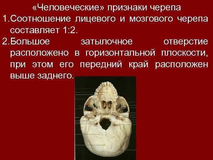  «Человеческие» признаки черепа 1. Соотношение лицевого и мозгового черепа составляет 1: 2. 2.
