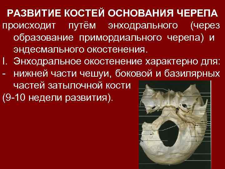 Основание костей. Стадии развития костей черепа. Стадии развития костей основания черепа. Окостенение костей черепа. Образование костей основания черепа.