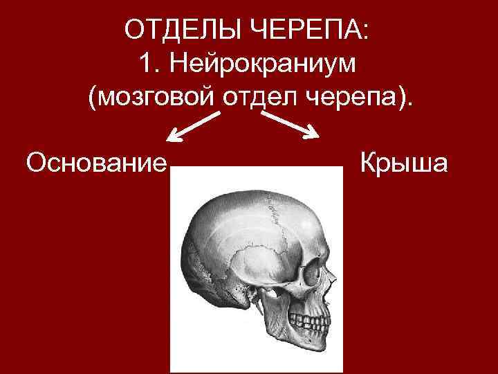 Мозговой череп представлен