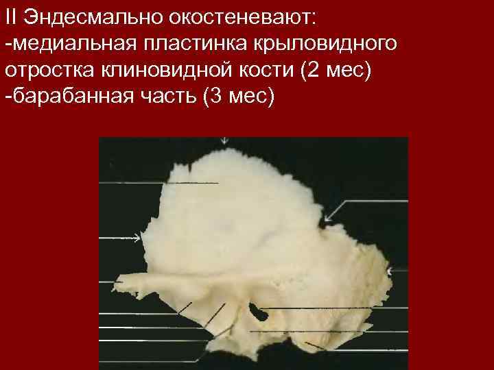 II Эндесмально окостеневают: -медиальная пластинка крыловидного отростка клиновидной кости (2 мес) -барабанная часть (3