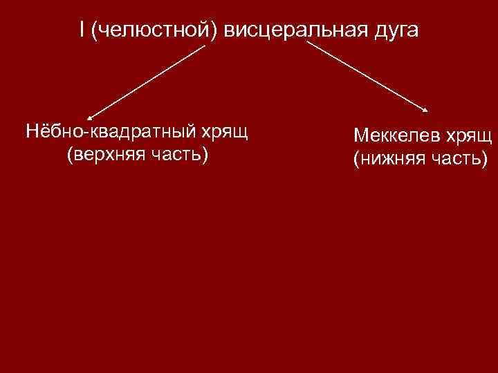 I (челюстной) висцеральная дуга Нёбно-квадратный хрящ (верхняя часть) Меккелев хрящ (нижняя часть) 