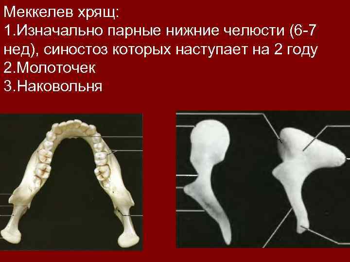 Меккелев хрящ: 1. Изначально парные нижние челюсти (6 -7 нед), синостоз которых наступает на