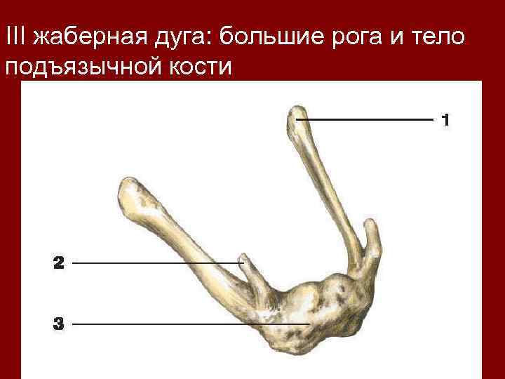III жаберная дуга: большие рога и тело подъязычной кости 