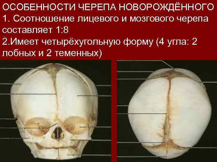ОСОБЕННОСТИ ЧЕРЕПА НОВОРОЖДЁННОГО 1. Соотношение лицевого и мозгового черепа составляет 1: 8 2. Имеет