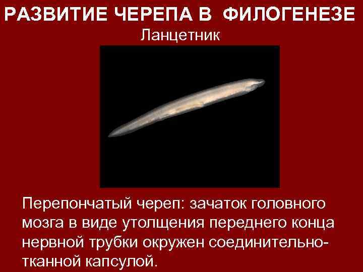 РАЗВИТИЕ ЧЕРЕПА В ФИЛОГЕНЕЗЕ Ланцетник Перепончатый череп: зачаток головного мозга в виде утолщения переднего