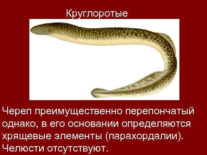 Круглоротые Череп преимущественно перепончатый однако, в его основании определяются хрящевые элементы (парахордалии). Челюсти отсутствуют.