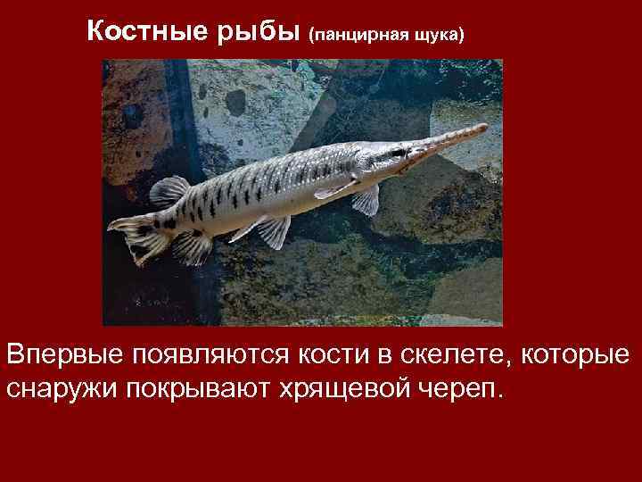 Костные рыбы (панцирная щука) Впервые появляются кости в скелете, которые снаружи покрывают хрящевой череп.