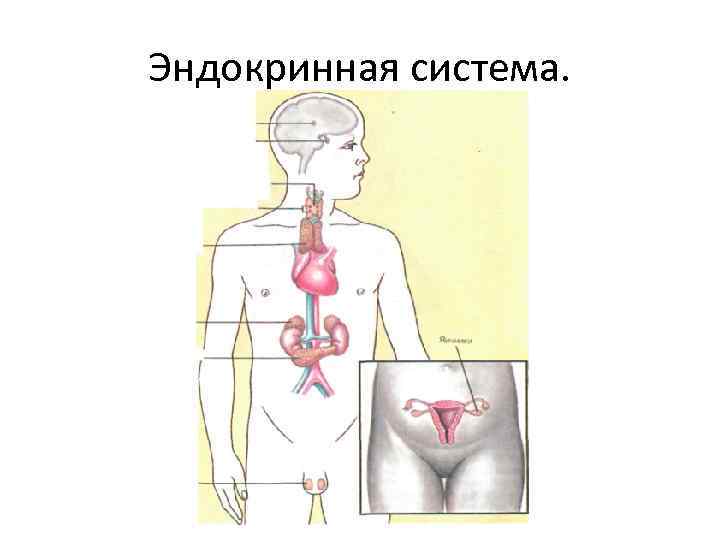 Эндокринная система. 