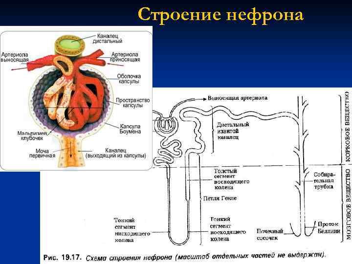 Рисунок строение почки и нефрона рисунок