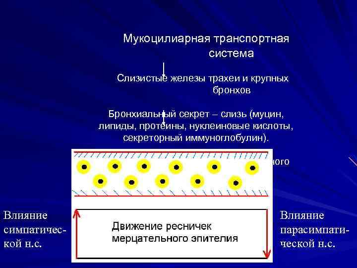 Мукоцилиарная транспортная система Слизистые железы трахеи и крупных бронхов Бронхиальный секрет – слизь (муцин,