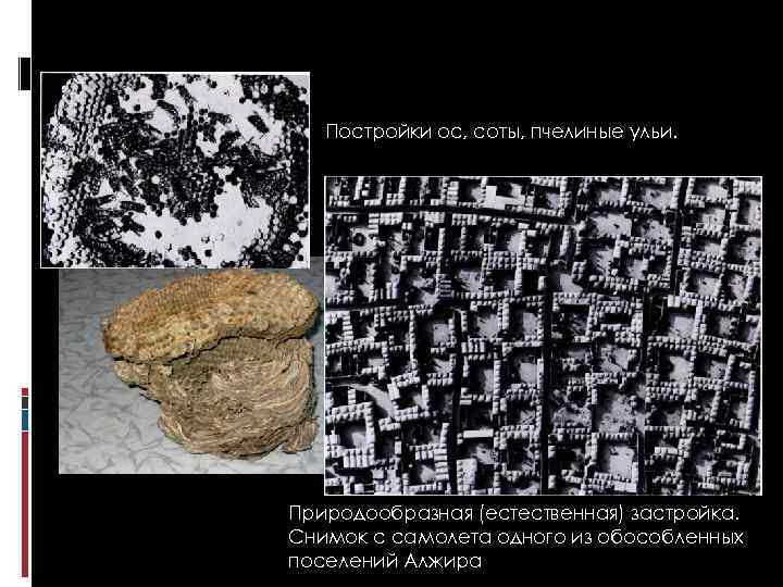 Постройки ос, соты, пчелиные ульи. Природообразная (естественная) застройка. Снимок с самолета одного из обособленных