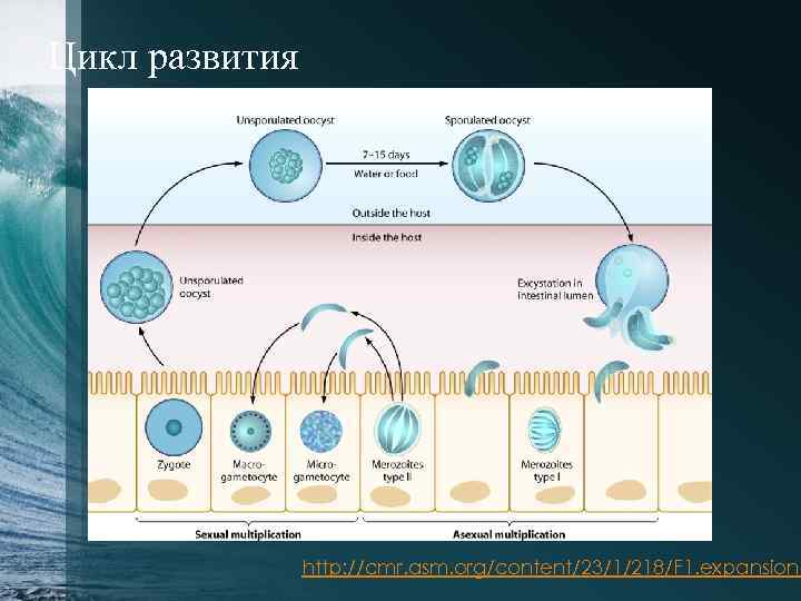 Цикл развития http: //cmr. asm. org/content/23/1/218/F 1. expansion. 
