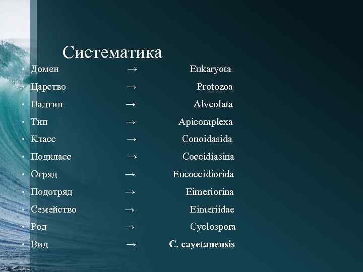 Систематика • Домен → Eukaryota • Царство → Protozoa • Надтип → Alveolata •