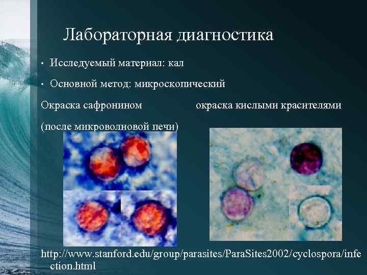 Лабораторная диагностика • Исследуемый материал: кал • Основной метод: микроскопический Окраска сафронином окраска кислыми