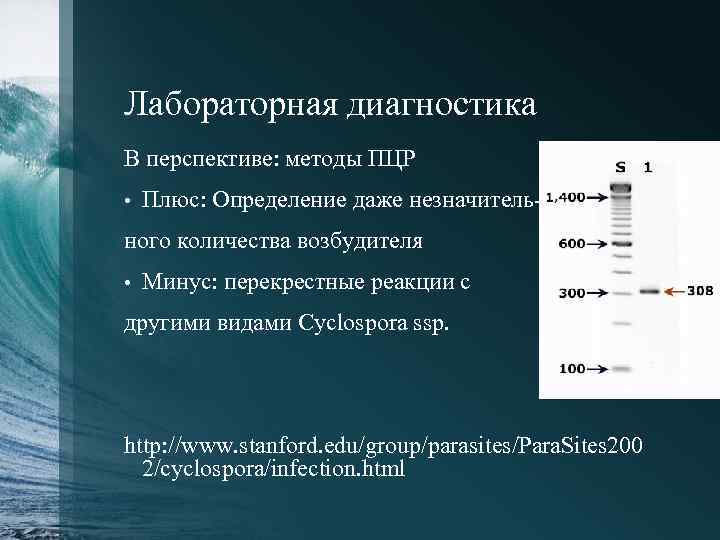 Лабораторная диагностика В перспективе: методы ПЦР • Плюс: Определение даже незначитель- ного количества возбудителя