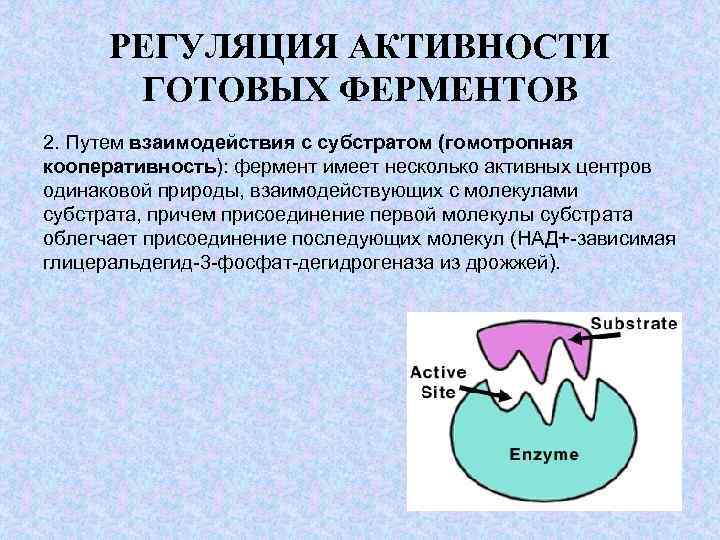 Биотехнология ферментов презентация