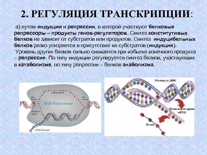 Схема регуляции биосинтеза белка по типу индукции и по типу репрессии