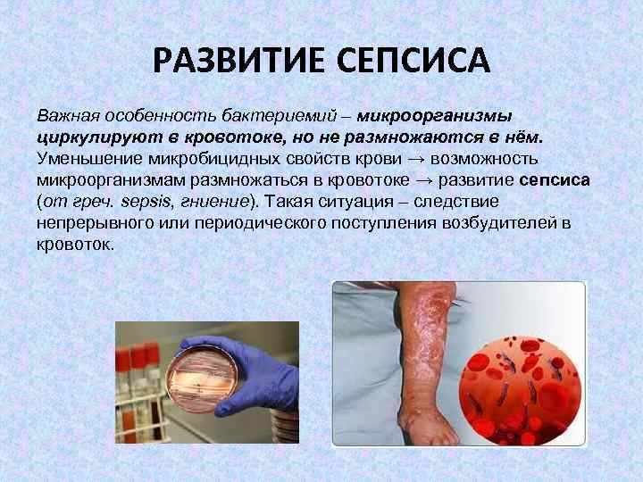 РАЗВИТИЕ СЕПСИСА Важная особенность бактериемий – микроорганизмы циркулируют в кровотоке, но не размножаются в