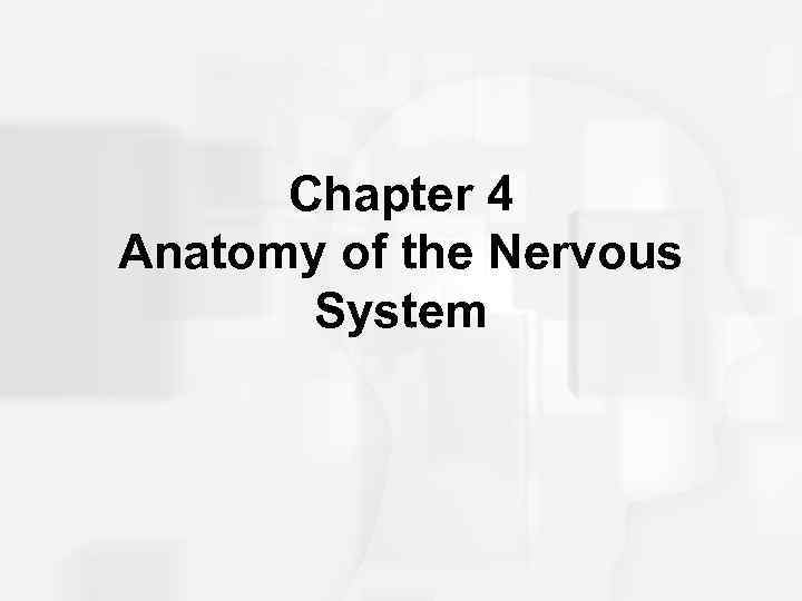 Chapter 4 Anatomy of the Nervous System 