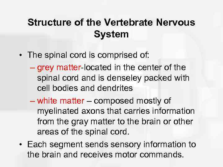 Structure of the Vertebrate Nervous System • The spinal cord is comprised of: –