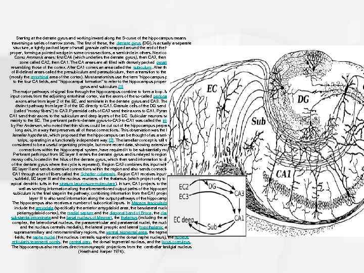 Starting at the dentate gyrus and working inward along the S-curve of the hippocampus